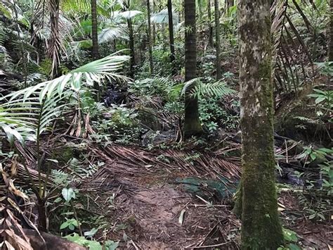 la lomita camping|Site La Lomita, Loop EL YUNQUE NATIONAL FOREST .